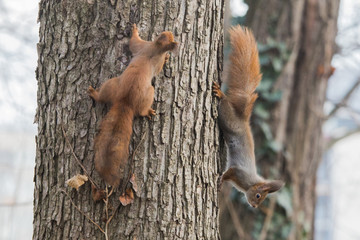  squirrels