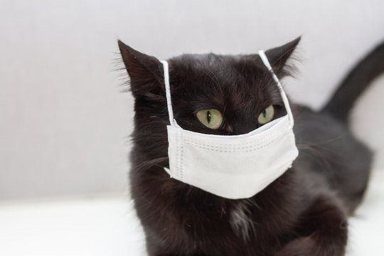 black cat in protective medical mask