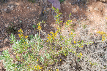 "Ulex parviflorus" yellow flower with blurring background.