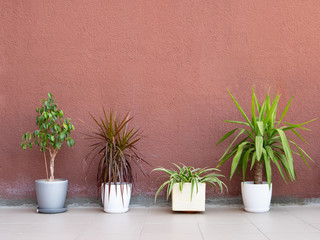 few flower pots with exotic plants on a ceramic tile floor near painted concrete rough wall. interior design mockup with lot of free copy space