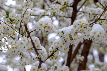 Snow covered cheery blossoms in spring. Global warming changing normal weather.