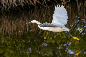 A Snowy Egret (Egretta thula) flying over water in the Merritt Island National Wildlife Refuge, Florida, USA.