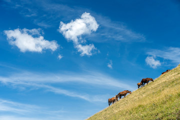 Landscape near Monte Cucco, Marches and Umbria, Italy