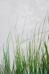 Obraz na płótnie Canvas green grass on a blue background