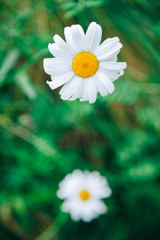 Spring daisy flower on green grass background