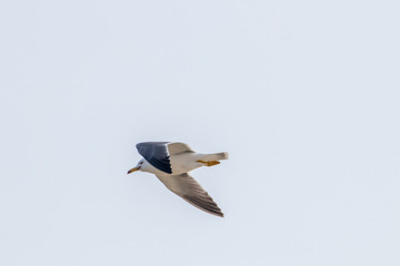 dynamic flying seagull on the sky