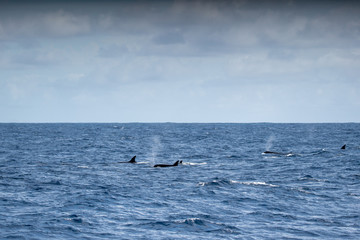 Fototapeta premium Orques