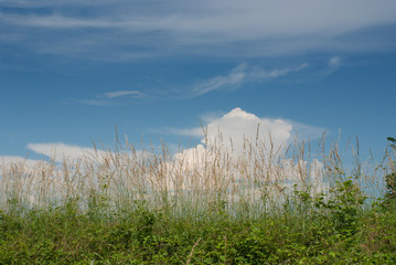 nuvole e vegetazione in estate