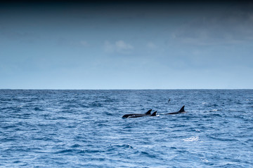 Fototapeta premium Orques