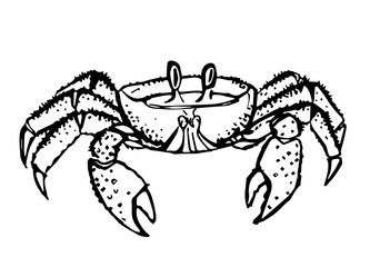 Crab drawing. Vector. Hand drawn monochrome seafood illustration. Great for menu, poster or label.
