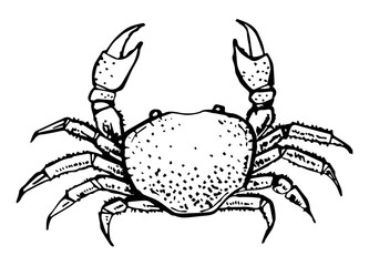 Crab drawing. Vector. Hand drawn monochrome seafood illustration. Great for menu, poster or label.