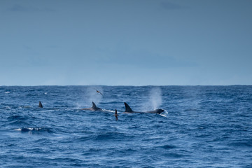 Fototapeta premium Orques