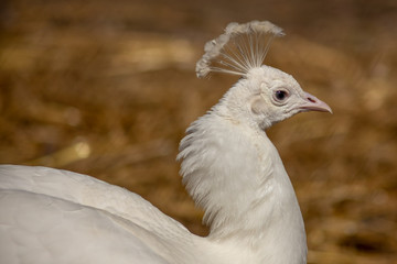 White Peacock