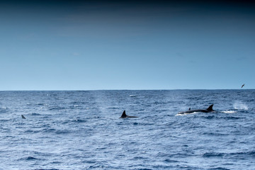 Fototapeta premium Orques