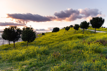 Fototapeta premium Beautiful hill with yellow flowers blooming at sunset in springtime in the city of Madrid