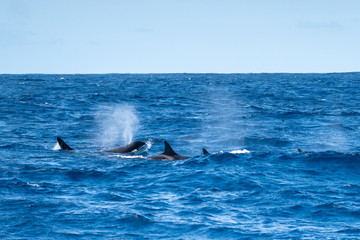 Fototapeta premium Orques