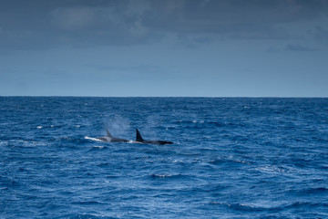 Fototapeta premium Orques