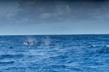 Fototapeta premium Orques