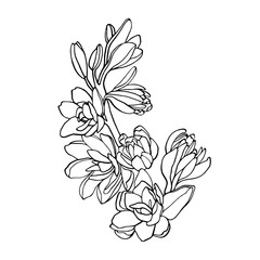 Line Drawing Flower Illustration, Bouquet of flowers drawing, flowers sketch, spring flowers, floral illustration