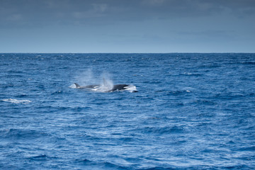 Fototapeta premium Orques