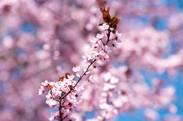 Wunderschön rosafarbende blühende Zierkirschen Blüten vor blauem Himmel. Frühlingserwachen in Jena.