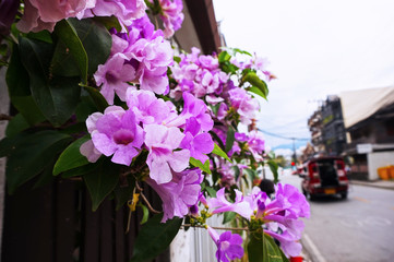 Fototapeta na wymiar flowers in Chiangmai