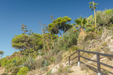 View of vegetation next to "Cantal's Cliff" in "Cala of Moral". Malaga. Spain.