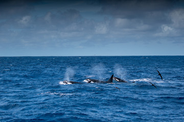 Fototapeta premium Orques