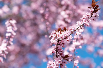 Wunderschön rosafarbende blühende Zierkirschen Blüten vor blauem Himmel. Frühlingserwachen in Jena.
