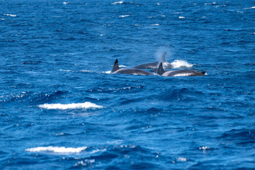 Naklejka premium Orques