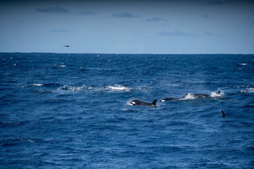 Fototapeta premium Orques