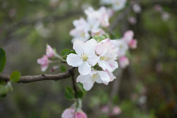 Obraz na płótnie Canvas White flowers and pink buds on a branch.