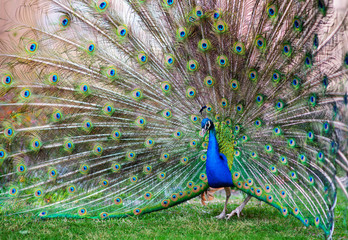 Naklejka na ściany i meble Adult Male Peacock Displaying Colorful Feathers standing on grass