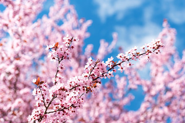 Wunderschön rosafarbende blühende Zierkirschen Blüten vor blauem Himmel. Frühlingserwachen in Jena.