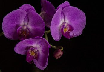 Fototapeta na wymiar purple flowers orchids on a black background