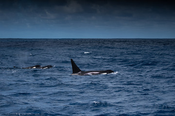 Fototapeta premium Orques