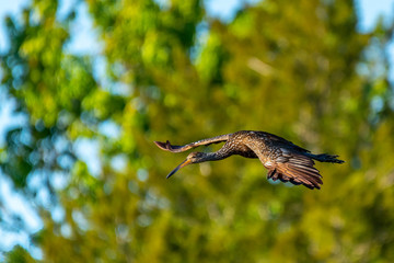A Limpkin (Aramus guarauna) in flight over the Orlando Wetlands Park, Florida, USA.