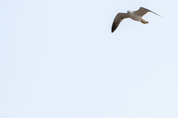 dynamic flying seagull on the sky