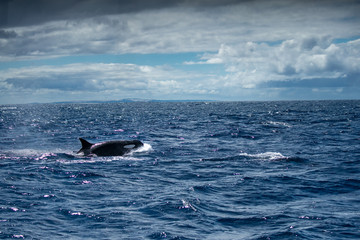 Fototapeta premium Orques