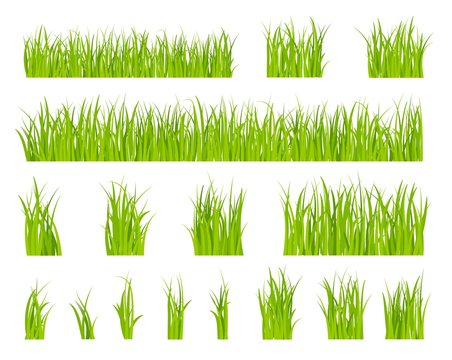Green grass. Bio lawn pattern, herbal summer border. Isolated fields, spring season horizontal garden elements. Organic plant vector set. Meadow natural green herbal, field and lawn illustration