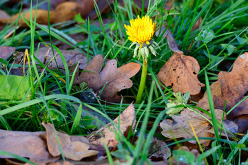 Gewöhnlicher Löwenzahn im Frühjahr