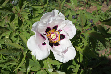 Bud of a treelike peony close up.