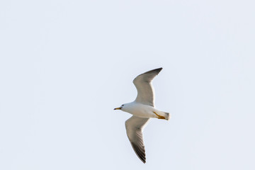 dynamic flying seagull on the sky