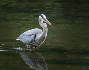 A great blue heron wades in a stream hunting for its next meal