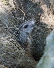 A baby groundhog timidly peers from its den