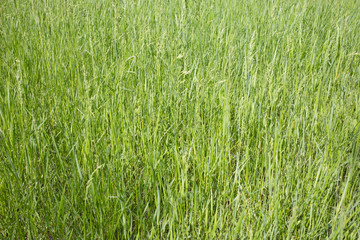 Close-up image of fresh spring green grass.