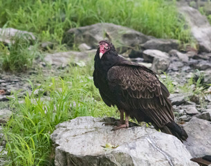 Fototapeta premium A turkey buzzard eyeballs the photographer from its stony perch
