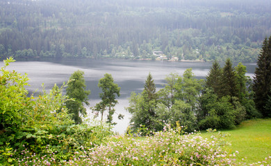 landscape with river and trees