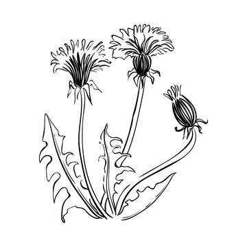 Dandelion blossom/ Hand drawn sketch of flower on white background/ Vector illustration