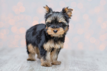 Brown-black Yorkshire Terrier puppy stands on a light background